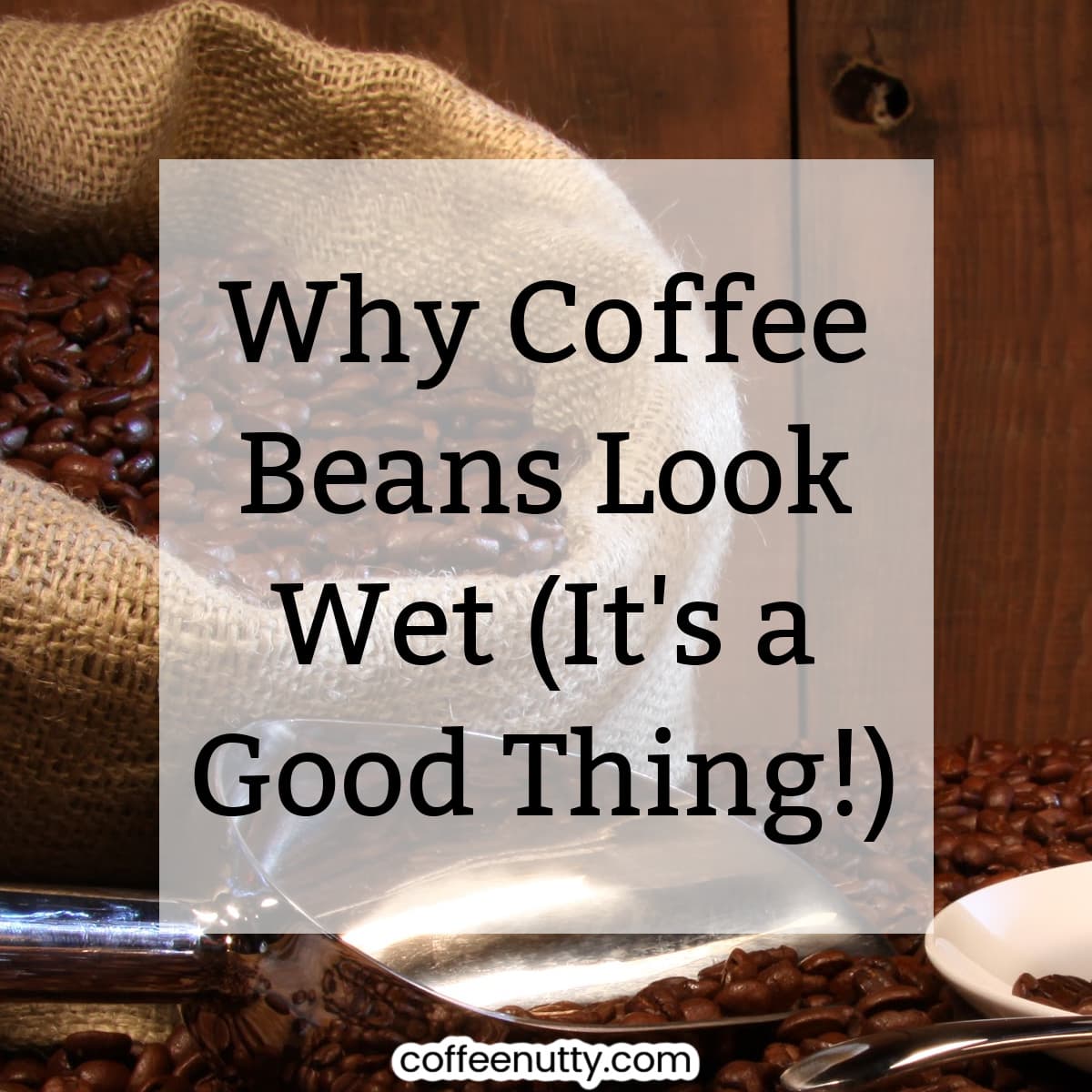 coffee beans in oversized burlap bag spilling onto countertop beside coffee scoop