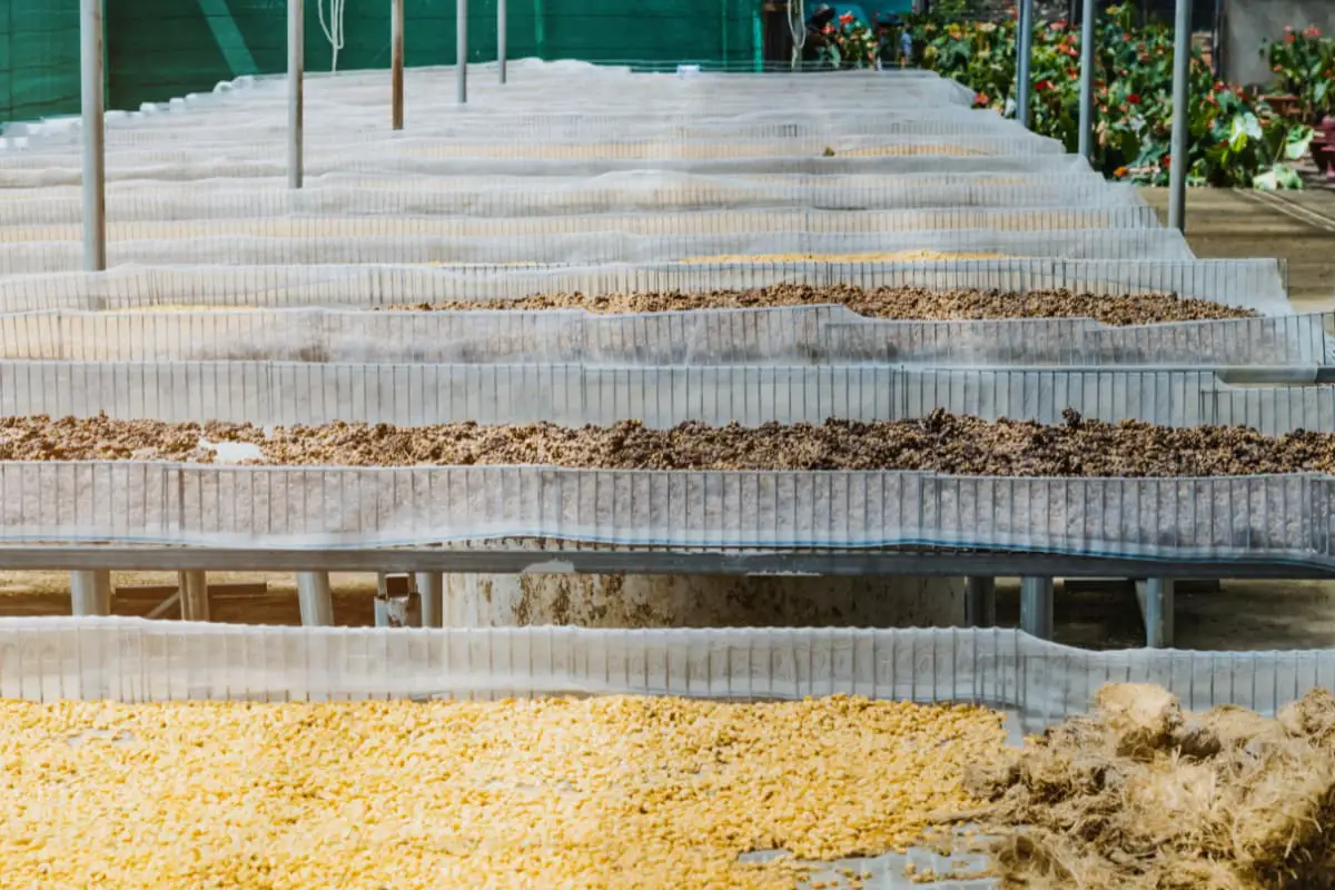 Coffee drying at coffee drying facility.