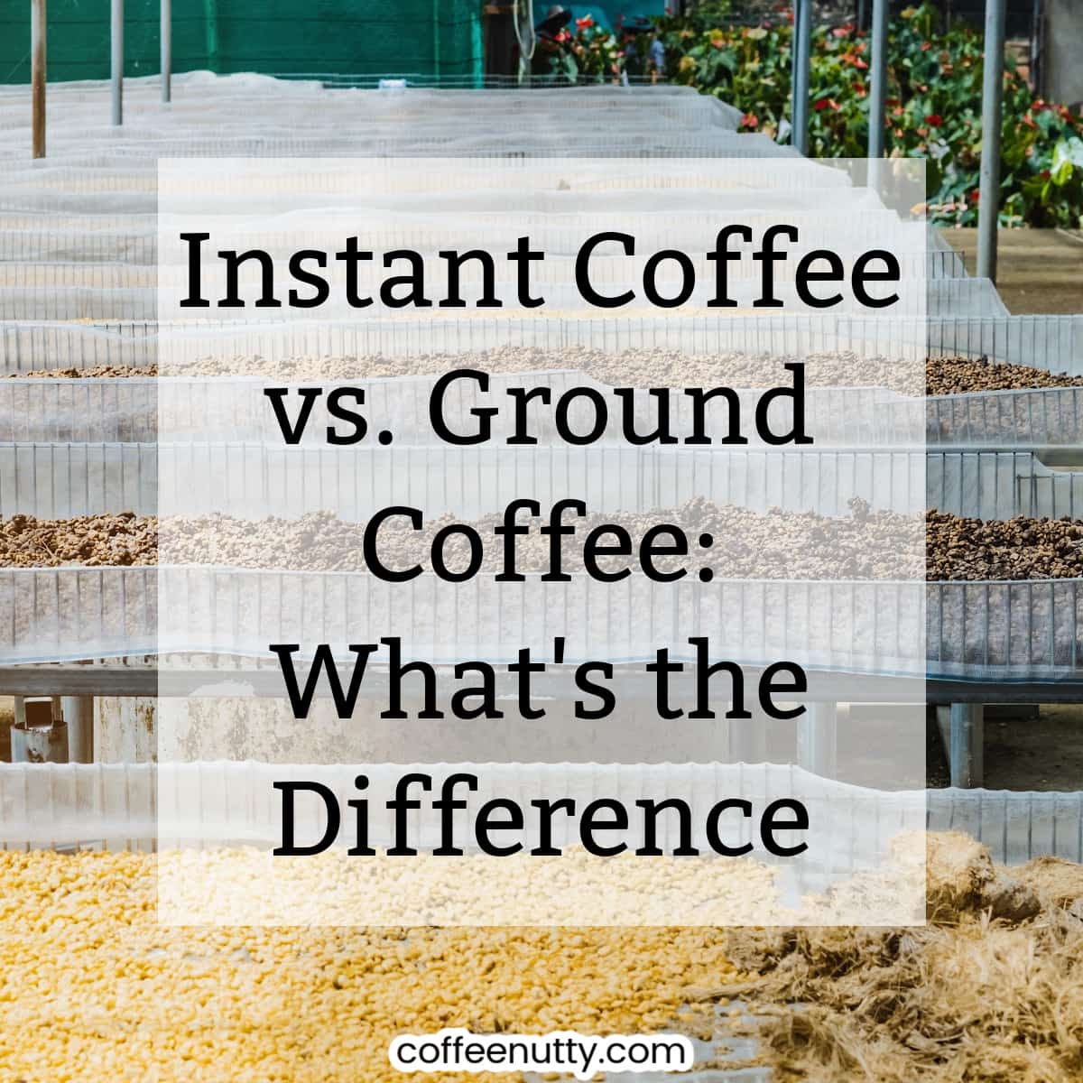 Various coffee drying with text overlay reading "instant coffee vs. ground coffee: what's the difference?".
