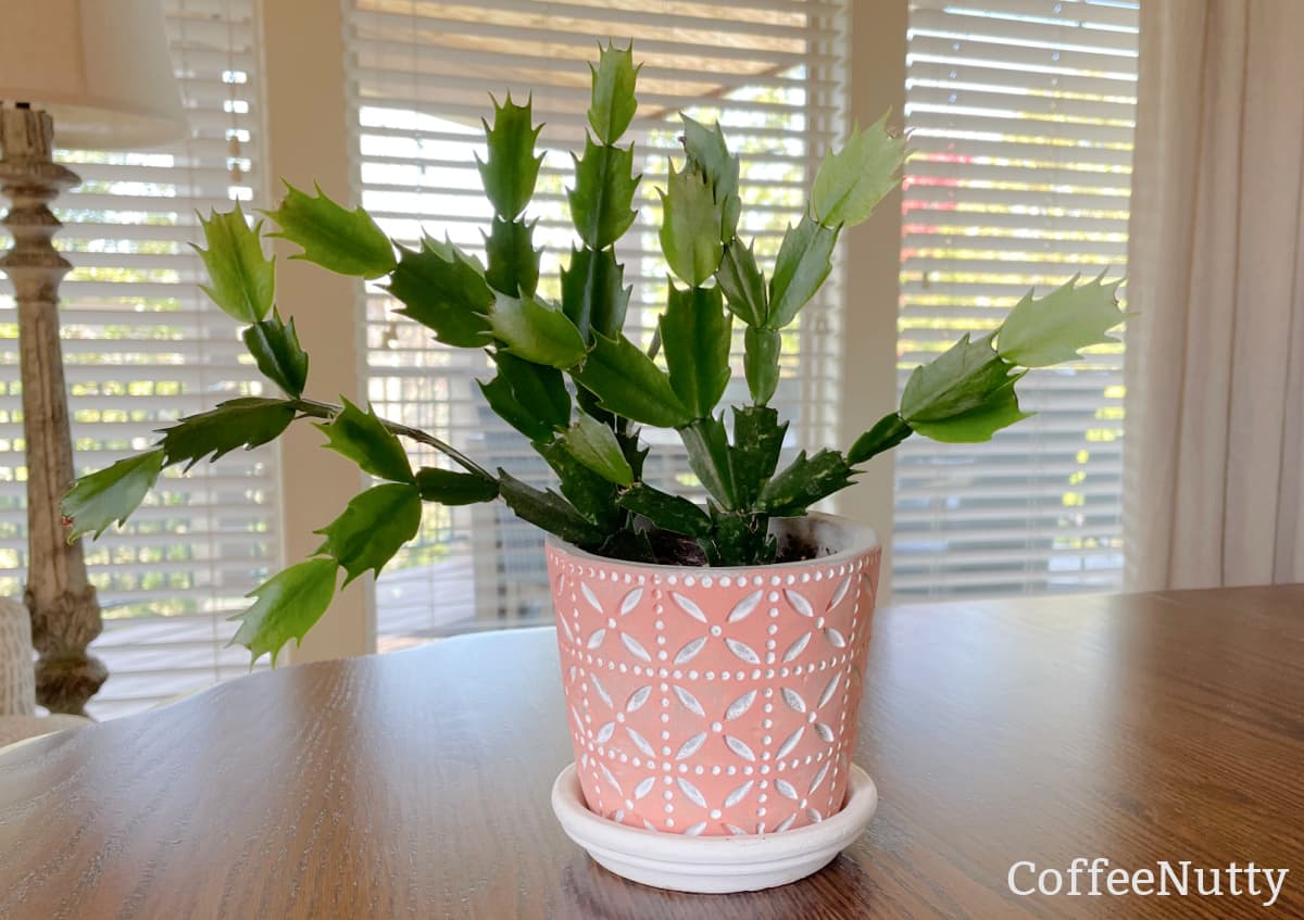 Small Christmas cactus in peach pot sitting on wooden kitchen table.