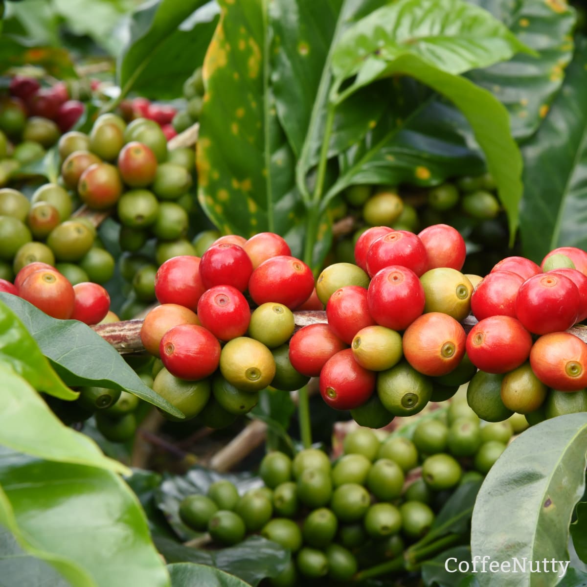 Where Do Coffee Plants Grow Growing Great Tasting Coffee Coffeenutty