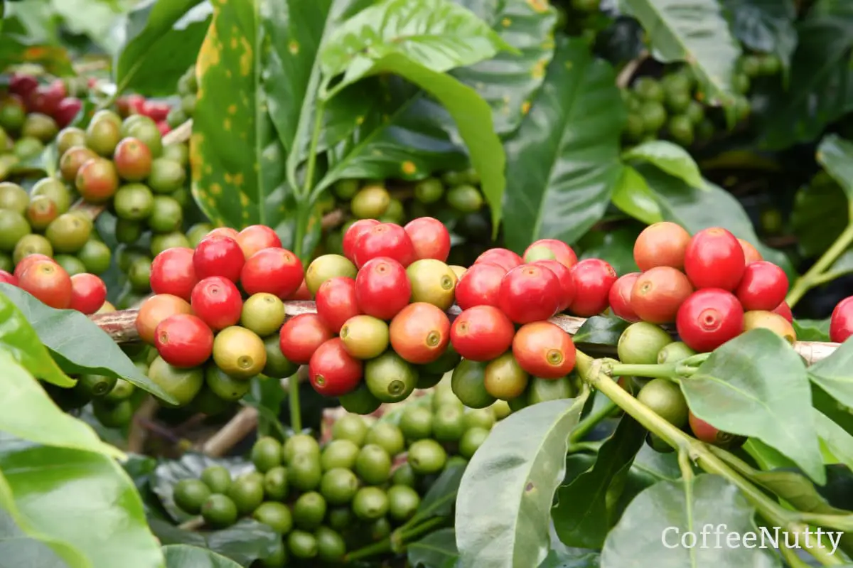 Coffee fruit on a coffee tree.