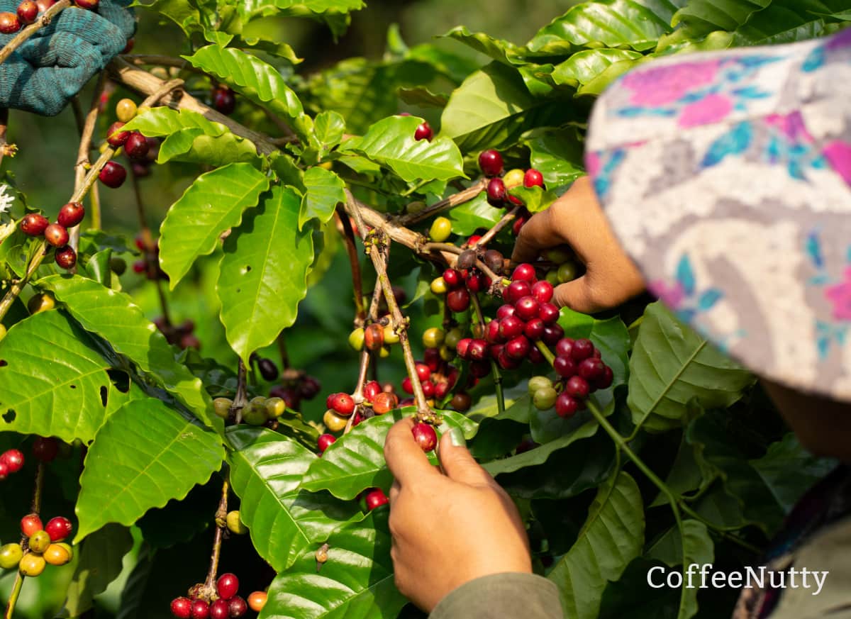 Farmer picking coffee fruit by hand from coffee plant.