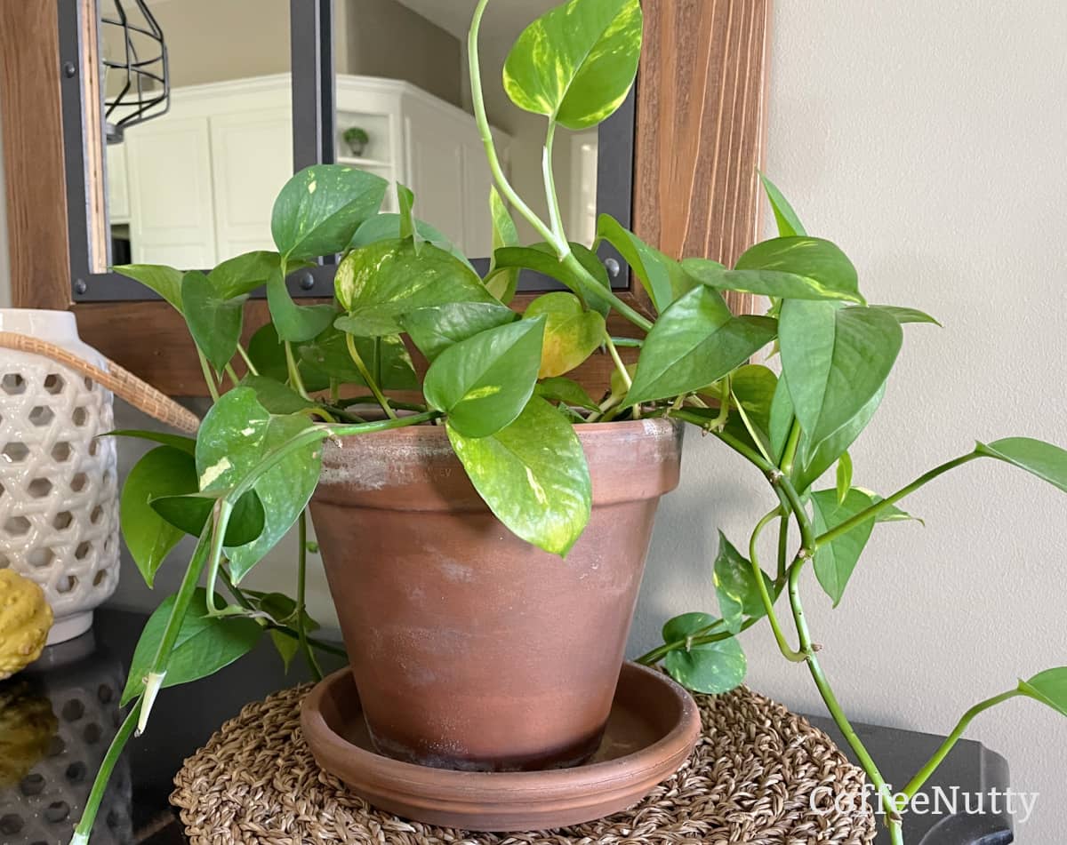 Golden pothos in clay pot on table.