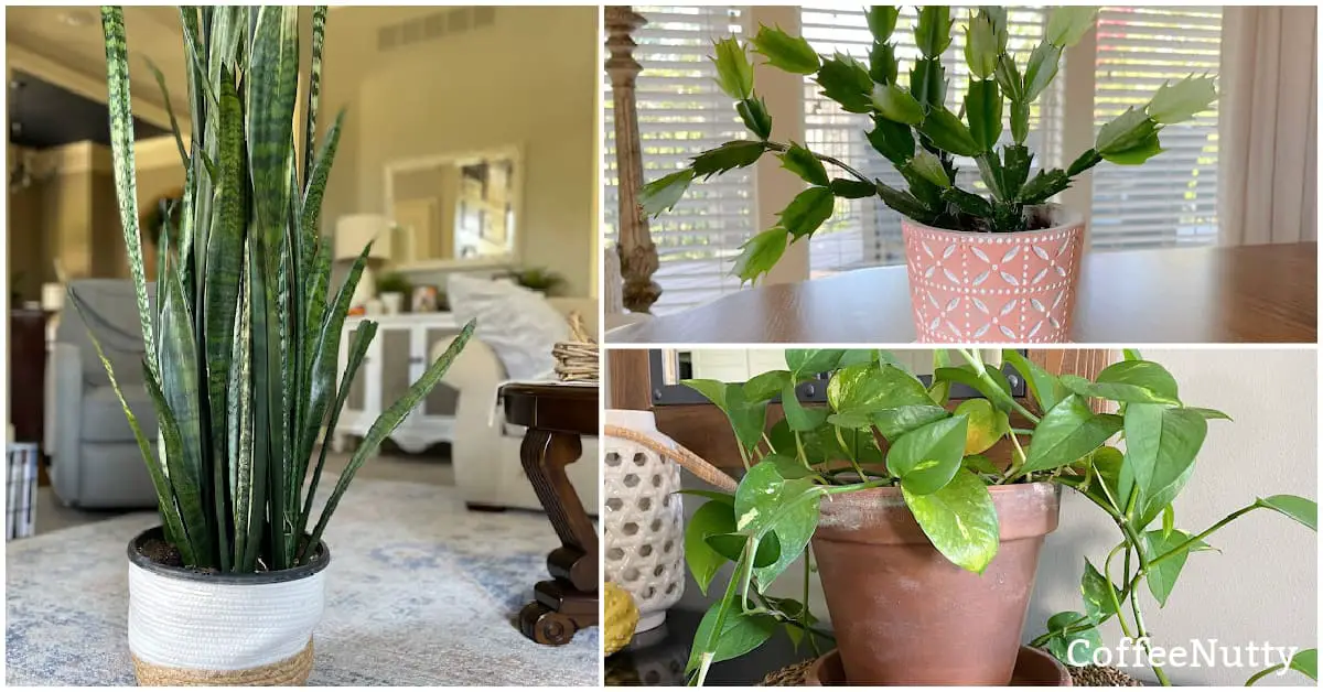 Snake plant, Christmas cactus, and golden pothos plant in a collage of indoor house plants.
