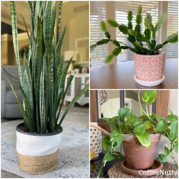 Collage of snake plant, golden pothos plant, and Christmas cactus.