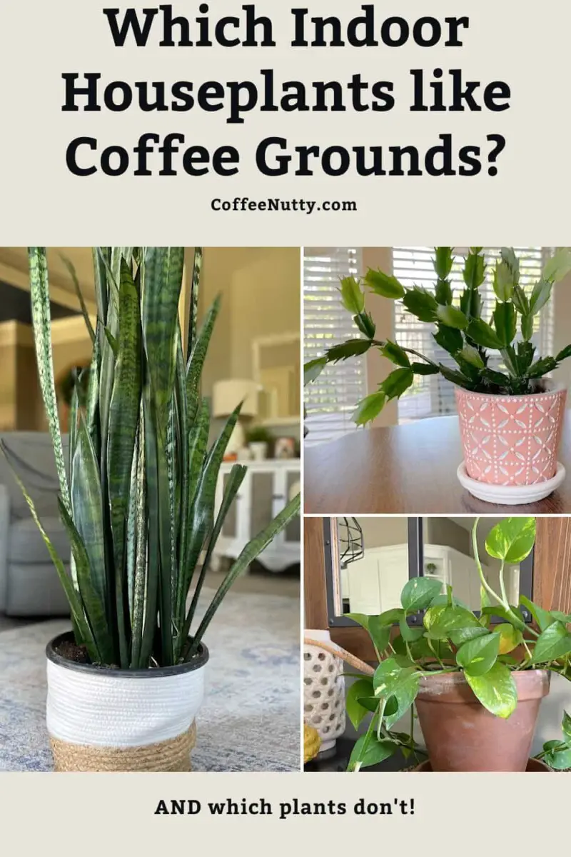 Snake plant, Christmas cactus, and pothos in pots indoors.