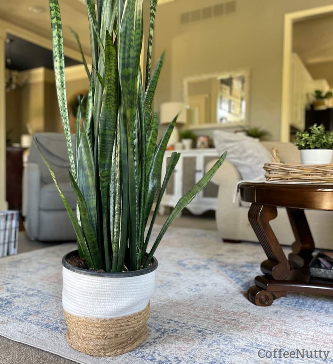 Large snake plant in brown and white basket sitting on living room rug.