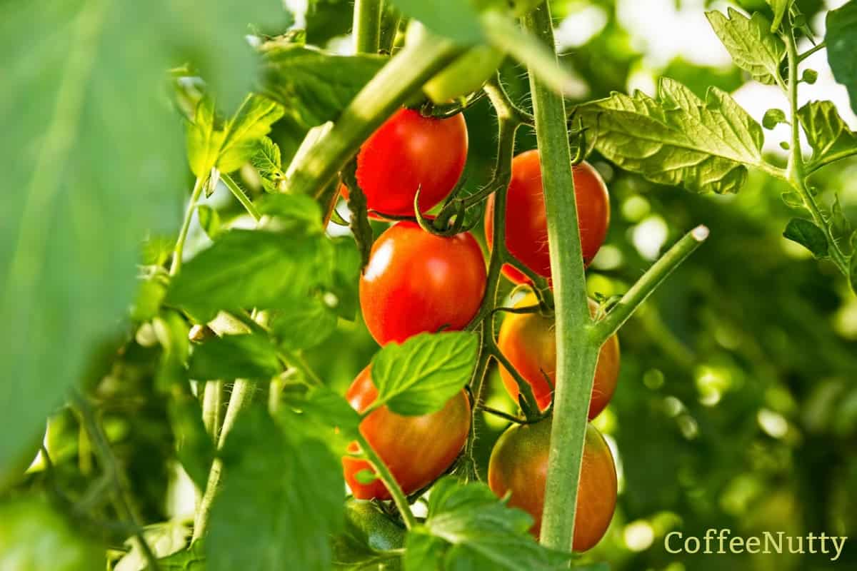 Tomatoes on a vine in the garden - coffeenutty.