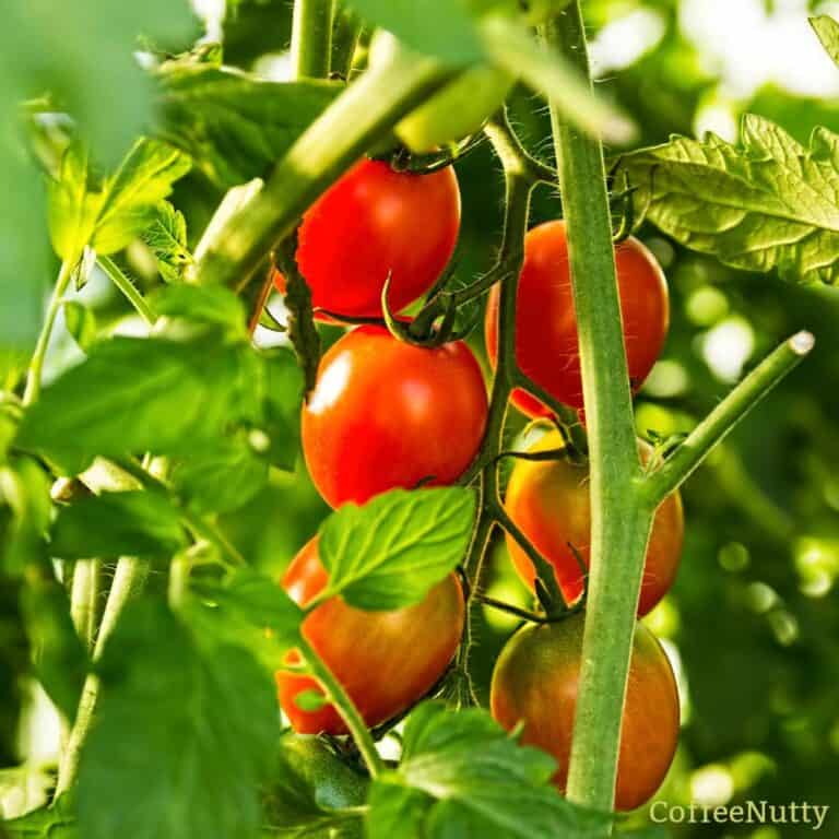 Red tomatoes growing on tomato vines.