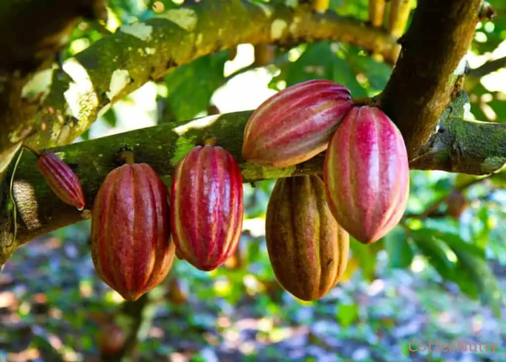 Caffeine in Cacao vs. Coffee Which Is the Best Pick?