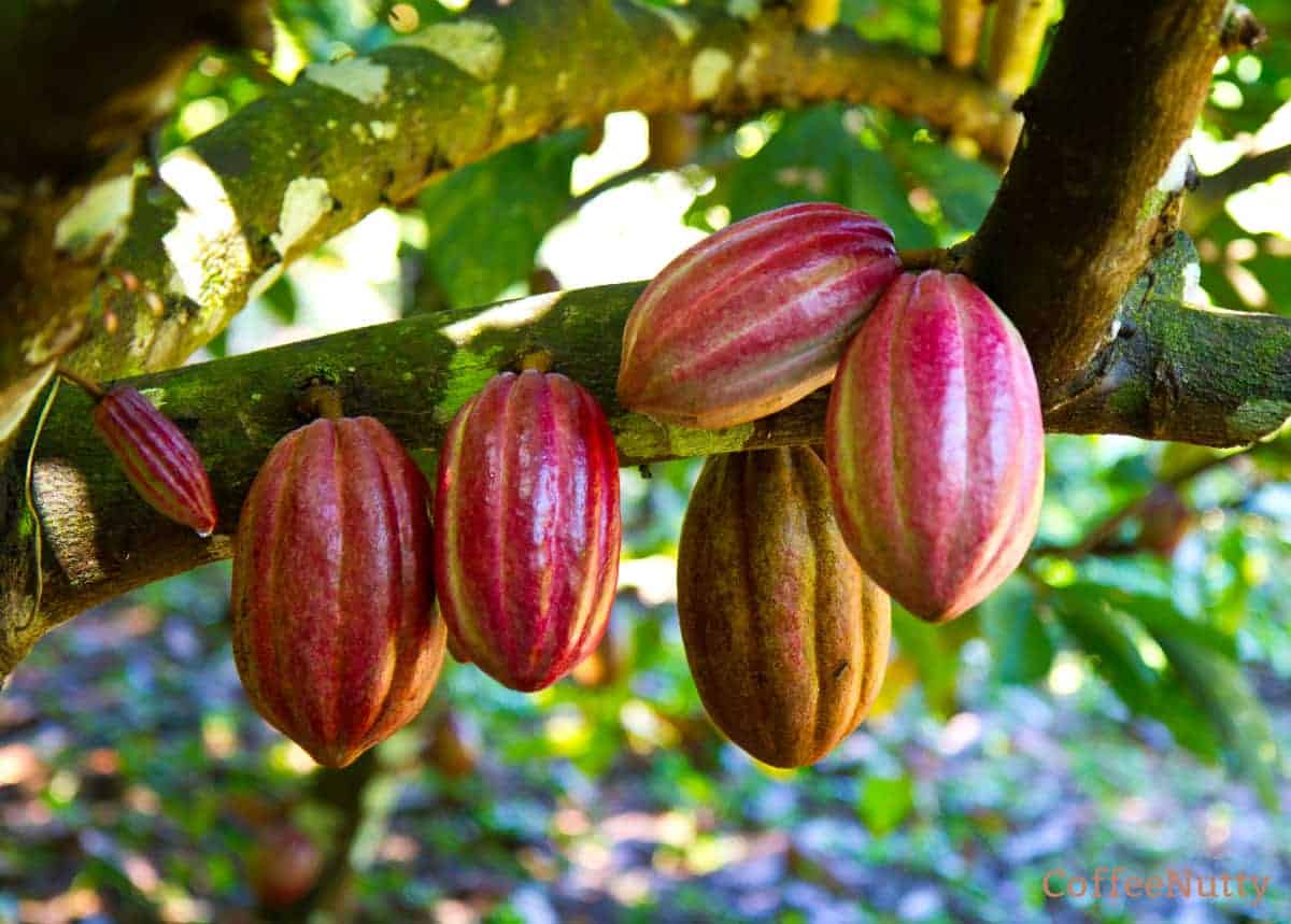 Cacao pods on cacao tree.