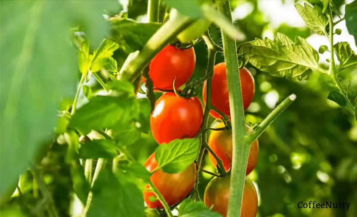 Tomatoes growing on a vine.